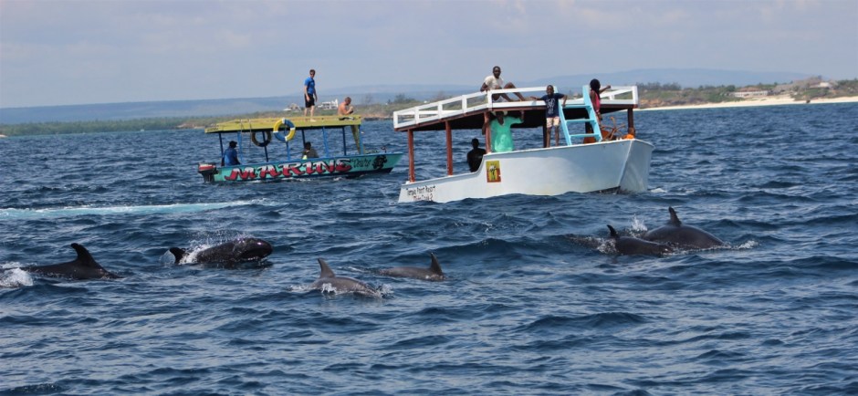 False killer whales recorded first time in Kenya in December 2016. They are witha pod of Indo-Pacific botlenose dolphins.