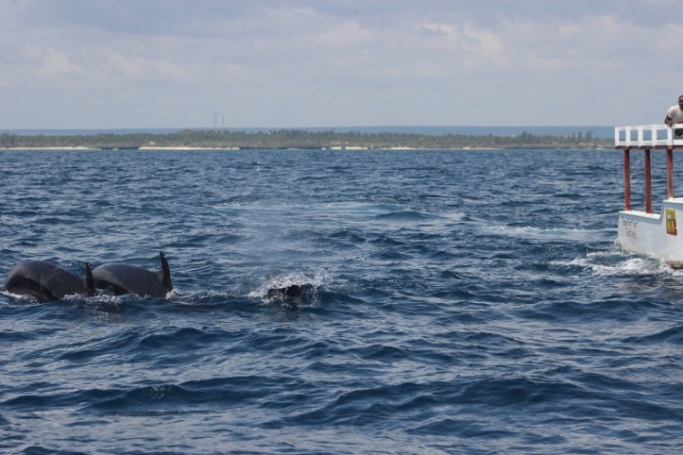 False killer whales off Watamu, Kenya November 2016.