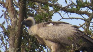 White-backed vulture in Nairobi National Park