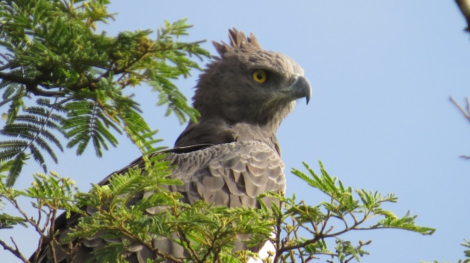 Mighty raptor - the Crowned Eagle in Nairobi National Park