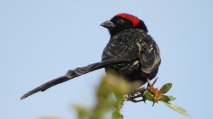male red-collared widow birds in full plumage of long tails and red badges to attract the females