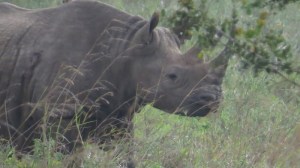 Black rhino in Nairobi National Park