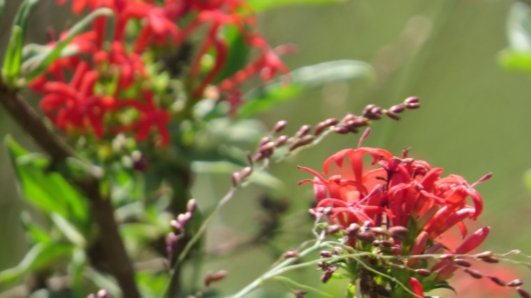 Wild flowers in Nairobi National Park