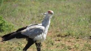 Secretary bird stalking in Nairobi National Park