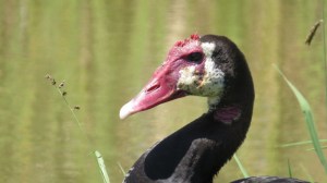Spur-winged goose at the dam in NairobiNational Park