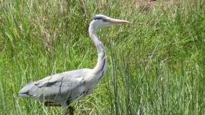 Bird of the wetlands in Nairobi National Park