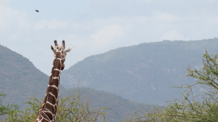 Reticulated giraffe in northern Kenya