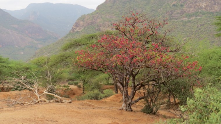 Walking in the Ndoto mountains
