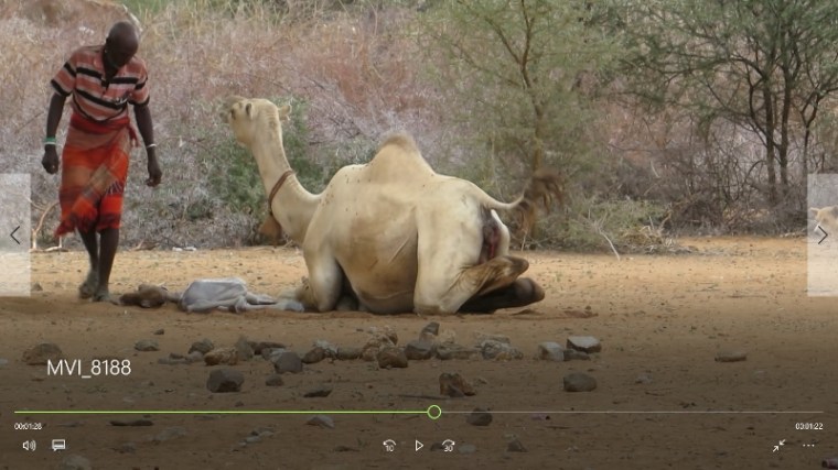 Camel given birth with foal by her near Ngurunit in Ndoto Mountains
