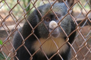 Benin - a lesser spot-nosed monkey rescued from a cage he was being smuggled in - Nairobi Animal Orphanage organized by the Cheetah team - Copyright Maya Mangat