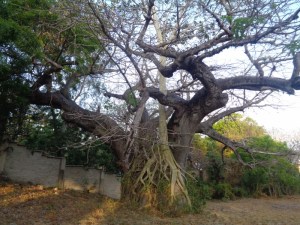 Centuries-old baobab being strangled by a strangler fig - picture copyright Rupi Mangat