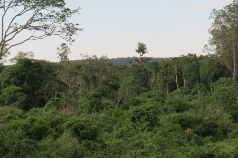 Indigenous forest surounding Serena Mountain Lodge