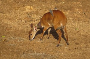 Bushbuck at Serena Mountain Lodge waterhole