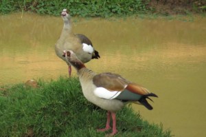 Egyptian geese at Serena Mountain Lodge waterhole
