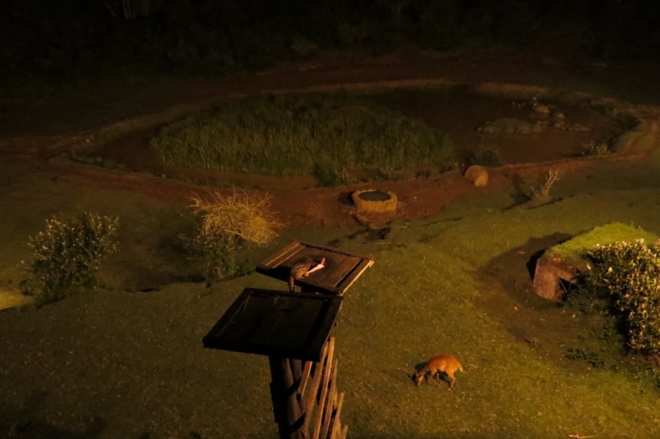 Nightlife at Serena Mountain Lodge at the waterhole - the genet comes out to eat on it high perch