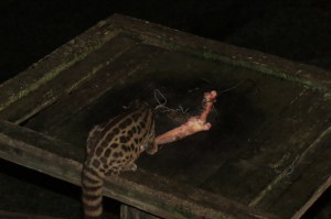 Genet enjoying a chunk of meat. It is indigenous to Africa