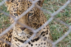 Talek the leopard rescued from Maasai Mara in Nairobi Animal Orphanage