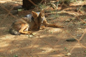Silver back jackal at Nairobi Animal Orphanage - Copyright Maya Mangat