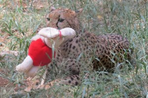 A Cheetah cub at Nairobi Animal Orphanage - Copyright Maya Mangat