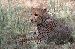 The Cheetah at Nairobi Animal Orphanage - Copyright Maya Mangat
