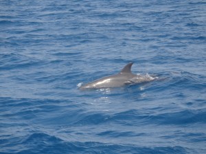 Bottlenose dolphin with young in Kisite-Mpunguti National Marine Park Copyright Rupi Mangat