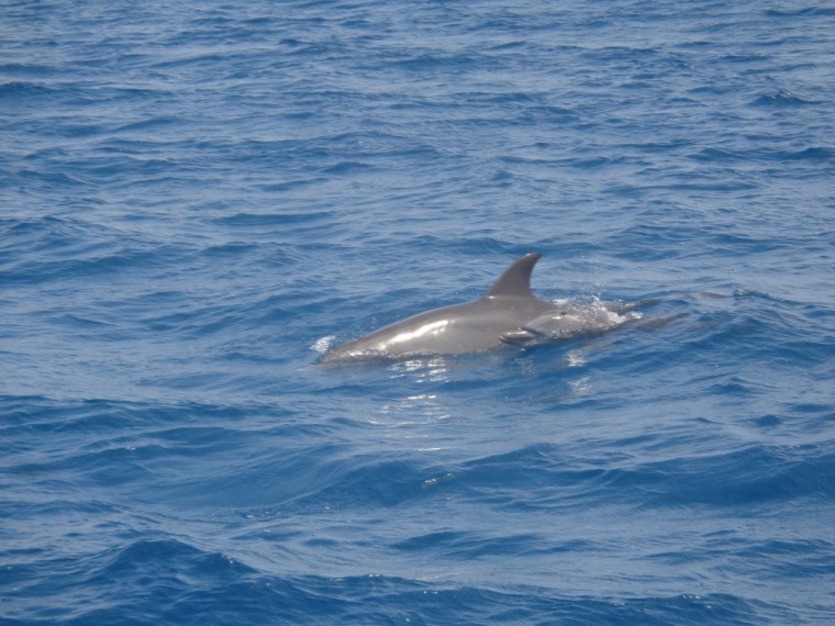 Bottlenose dolphin with young in Kisite-Mpunguti National Marine Park Copyright Rupi Mangat