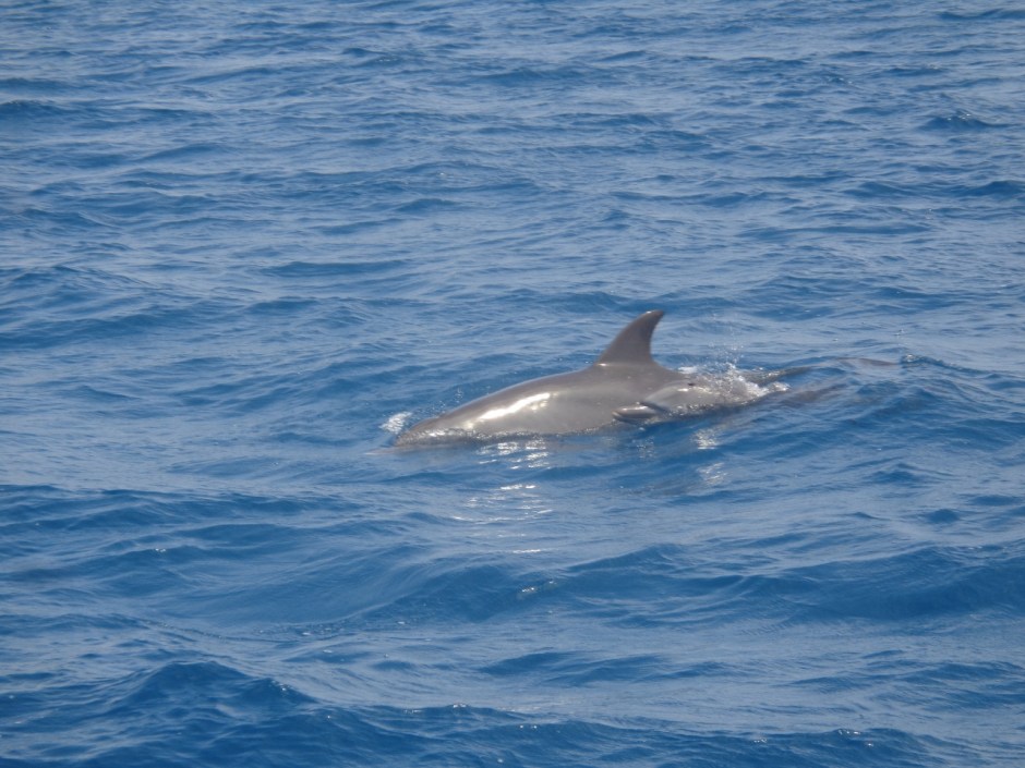 Bottlenose dolphin with young in Kisite-Mpunguti National Marine Park Copyright Rupi Mangat