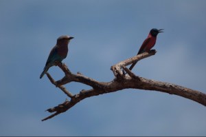 Stunning birds: Lilac-breasted rolllar and Carmine bee-eater on same branch in Tsavo West Copyrigh Rupi Mangat