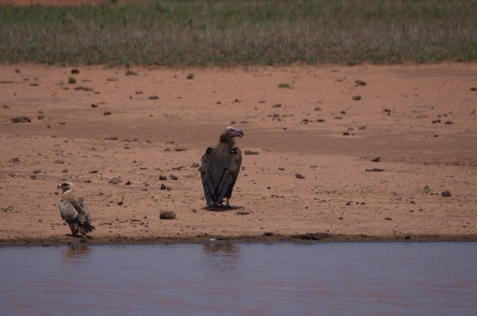 Lappet-faced vulture with Tawny eagle in Tsavo West National Park at Lake Jipe on the Kenya-Tanzania border Copyright Luca Borghesio