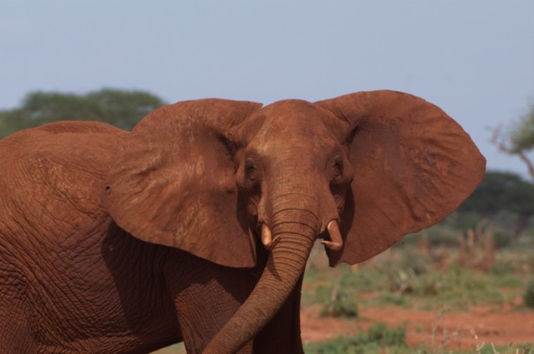 Red elephant of Tsavo - she's walking to the lake (Jipe) for a splash and a drink Copyright Rupi Mangat