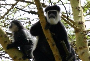 Guereza colobus or mantled colobus - monkeys of the old forest. They rarely come down to earth and feed mostly on leaves. Picture courtesy: Kat Combes,Soysambu Conservancy