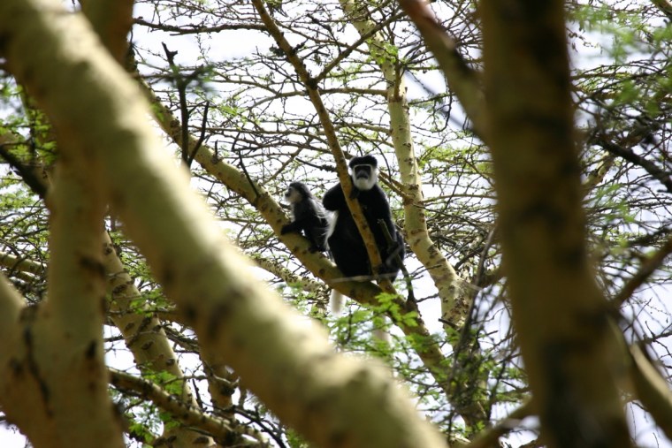 Colobus gueurza - These monkeys of the old forests rarely come to ground. They are speecialized leaf-eaters. Picture cortesy: Kat Combes