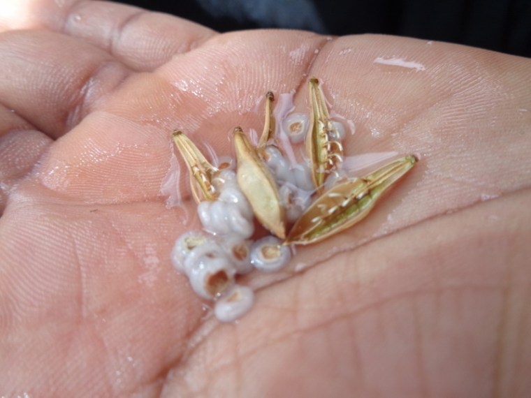 Grass seeds that POP with water at Mutomo Plant hill sanctuary Copyright Rupi Mangat