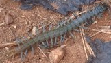 The venomous centipede at Mutomo Plant hill sanctuary Copyright Rupi Mangat