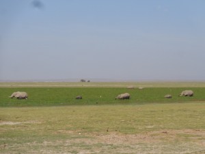 Elephant family in Amboseli Swamp Copyright Rupi Mangat