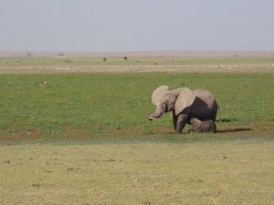 Calf suckling mother in Amboseli Swamp Copyright Rupi Mangat