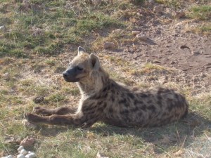 Spotted hyena enjoying morning sun in Amboseli Copyright Rupi Mangat