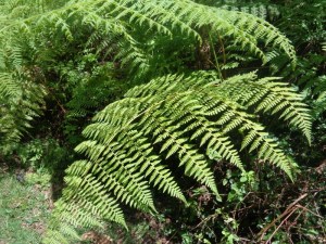Forest fern in Gatamaiyu forest lining the forest path - copyright Rupi Mangat