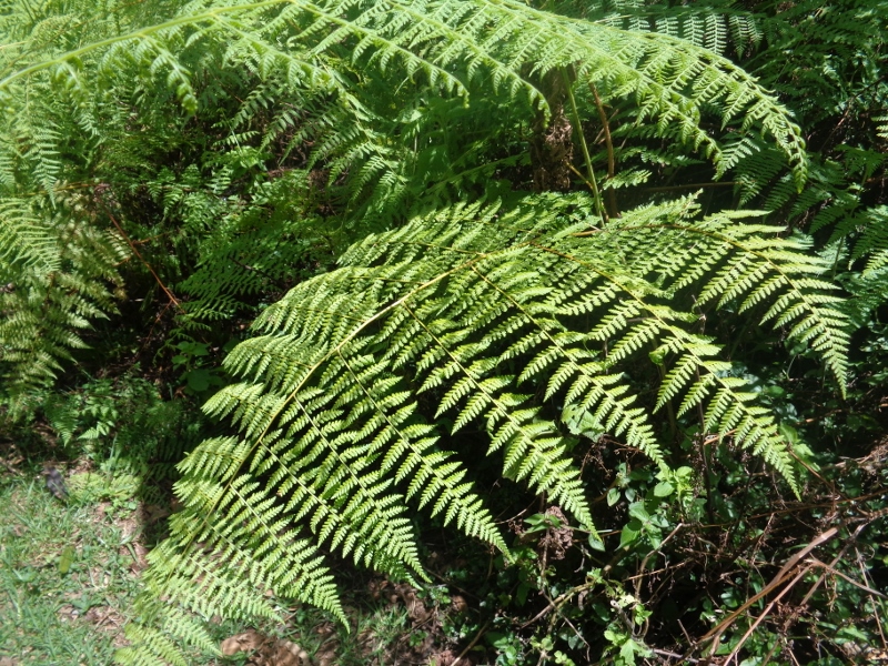 Forest fern in Gatamaiyu forest lining the forest path - copyright Rupi Mangat