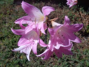 Fragrant lily by forest office - - copyright Rupi Mangat