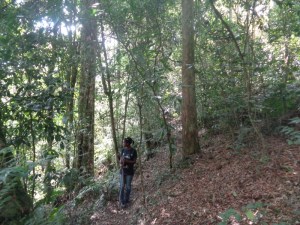 A walk in the Gatamaiyu forest - - copyright Rupi Mangat