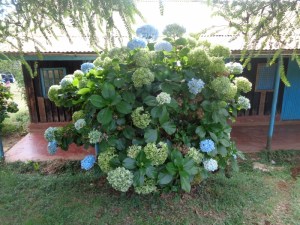 Forest flowers by Fishing Office at Gatamaiyu forest - great site for camping and bandas available- copyright Rupi Mangat
