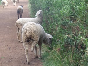 Sheep outside Gatamaiyu forest - copyright Rupi Mangat