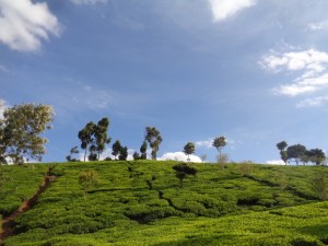 Tea plantations surrounding Gatamaiyu forest - acts like a fence to stop people from encroavhing into the forest and elephants from straying out copyright Rupi Mangat