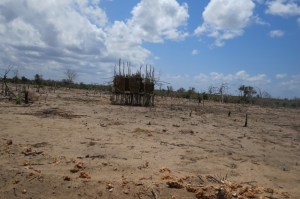 Inside the 'BOX' 900 acres for the proposed plant - deserted now by the community that lived inside it - this is a pen for goats and their droppings colected on the ground are used as manure copyright Rupi Mangat