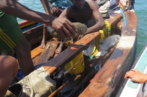 A sea-cucumber - local fishers dive for them and it's a delicacy in some cultures -copyright picture Maya Mangat.
