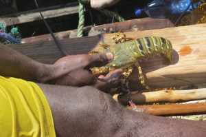 Local fisher with lobster near Kiwayu copyright Rupi Mangat