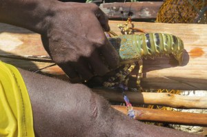 lobster - local fishers dive for them-copyright picture Maya Mangat.