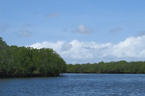 Reaching Siyu through the mangrove channal -copyright picture Maya Mangat.