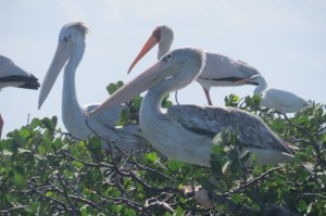 Great bird life - pelicans on a mangrove tree - sailed past them on way to Kiwayu copyright Rupi Mangat